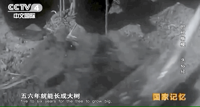 这张对比照背后的故事焦裕禄简介(令人泪目!今天,缅怀焦裕禄)