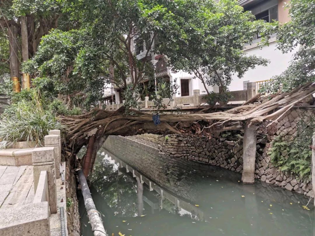 梁衡简介(梁衡:一树成桥)