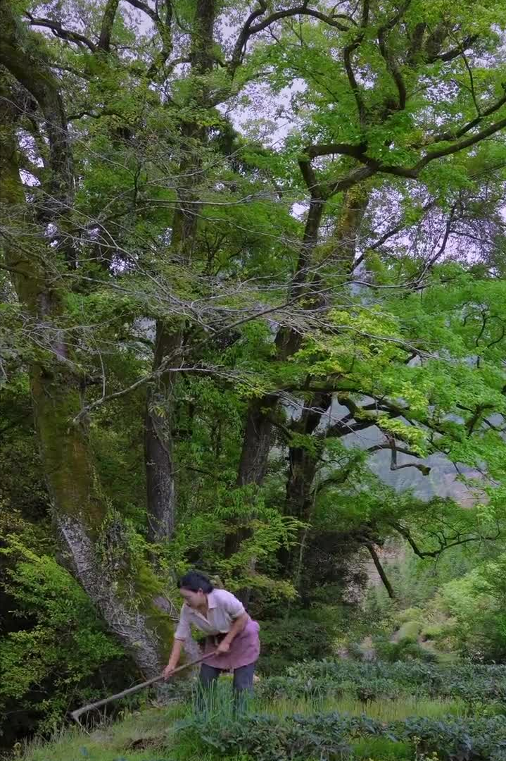 乡愁沈丹个人资料简介(从离异负债到带全村人致富,单亲妈妈如何完成蜕变?)