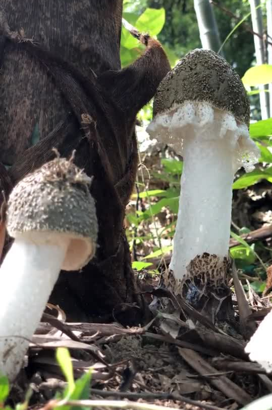 乡愁沈丹个人资料简介(从离异负债到带全村人致富,单亲妈妈如何完成蜕变?)