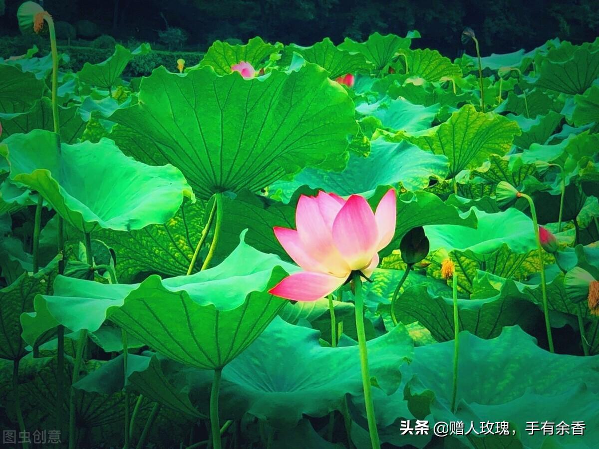 青莲居士是谁(诗人居士大全(一)——青莲居士李白)