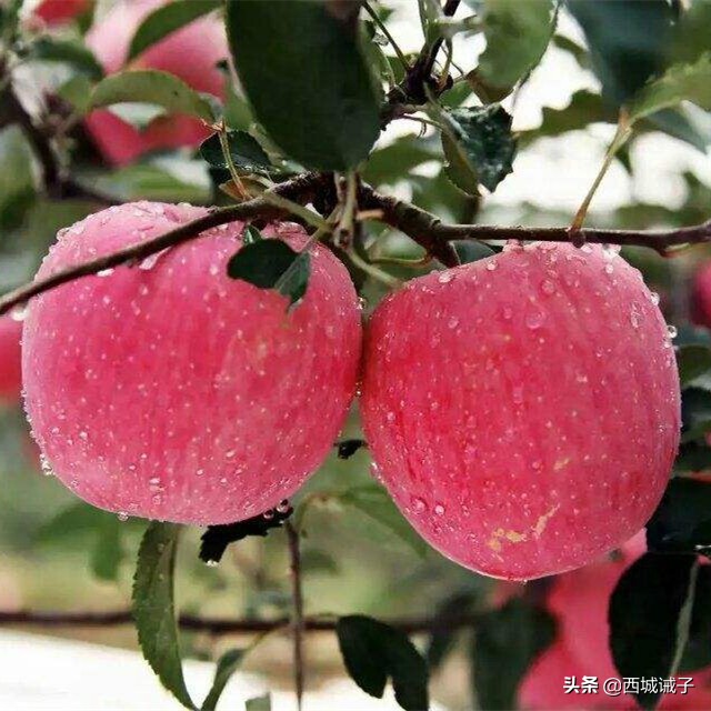 孙一文简介(山东名面孔|击剑选手孙一文)