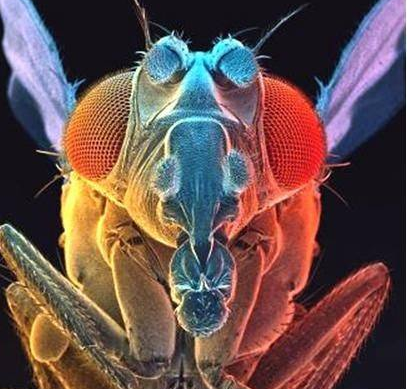 显微镜是谁发明的发明者是谁（显微镜的演化史）